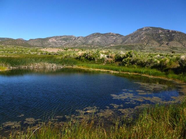Great Basin spring. Photo credit: Protect Goshute Water