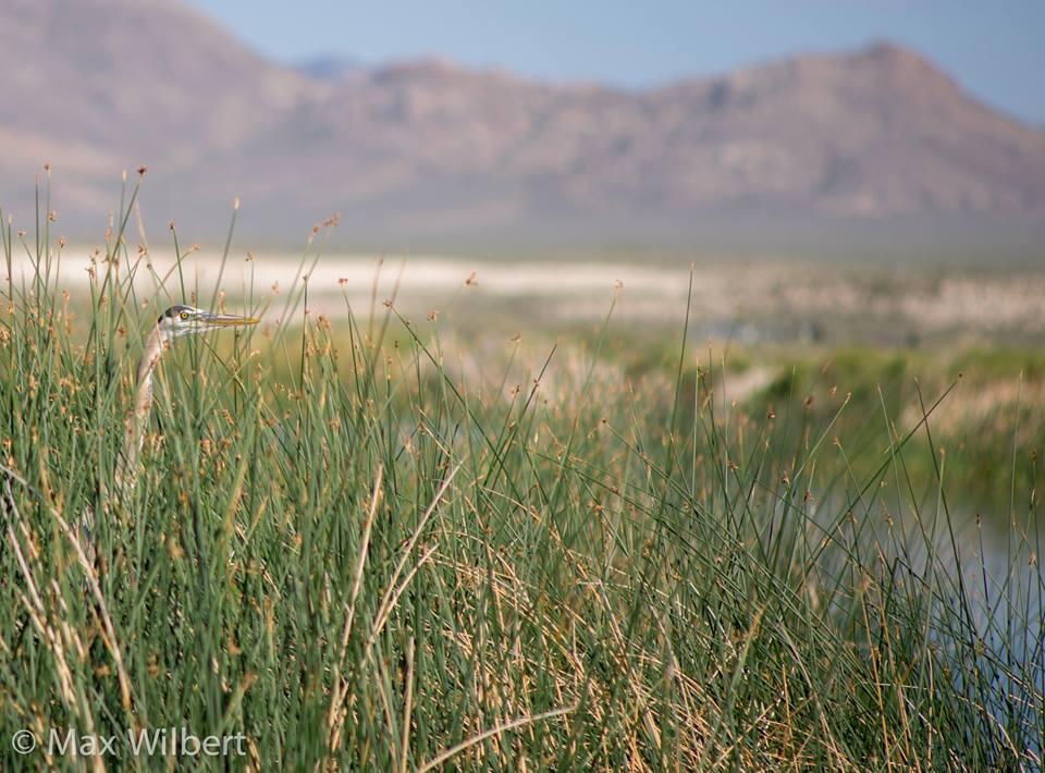 Kirch Wildlife Management Area
