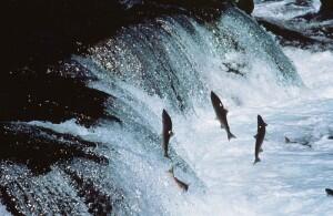 Sockeye salmon swimming upstream