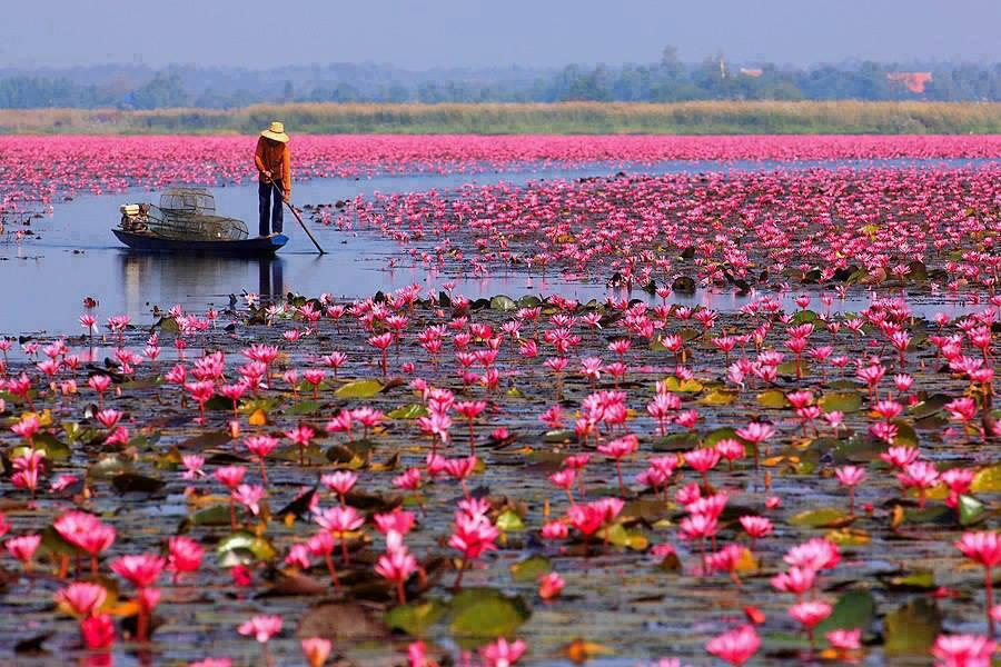 Lotus Pond